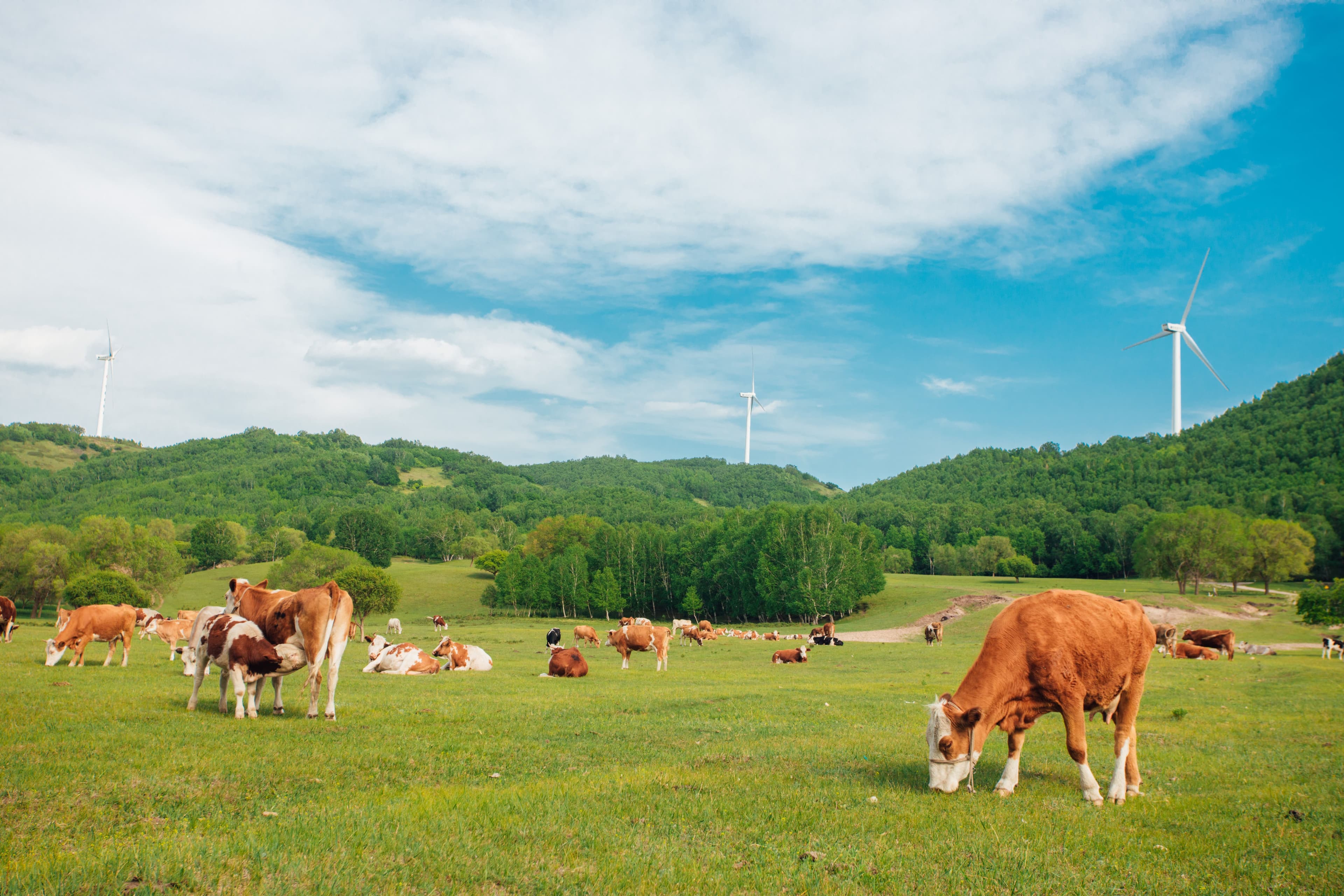 How to Test an Electric Fence Properly (Step-by-Step Guide for Farmers)