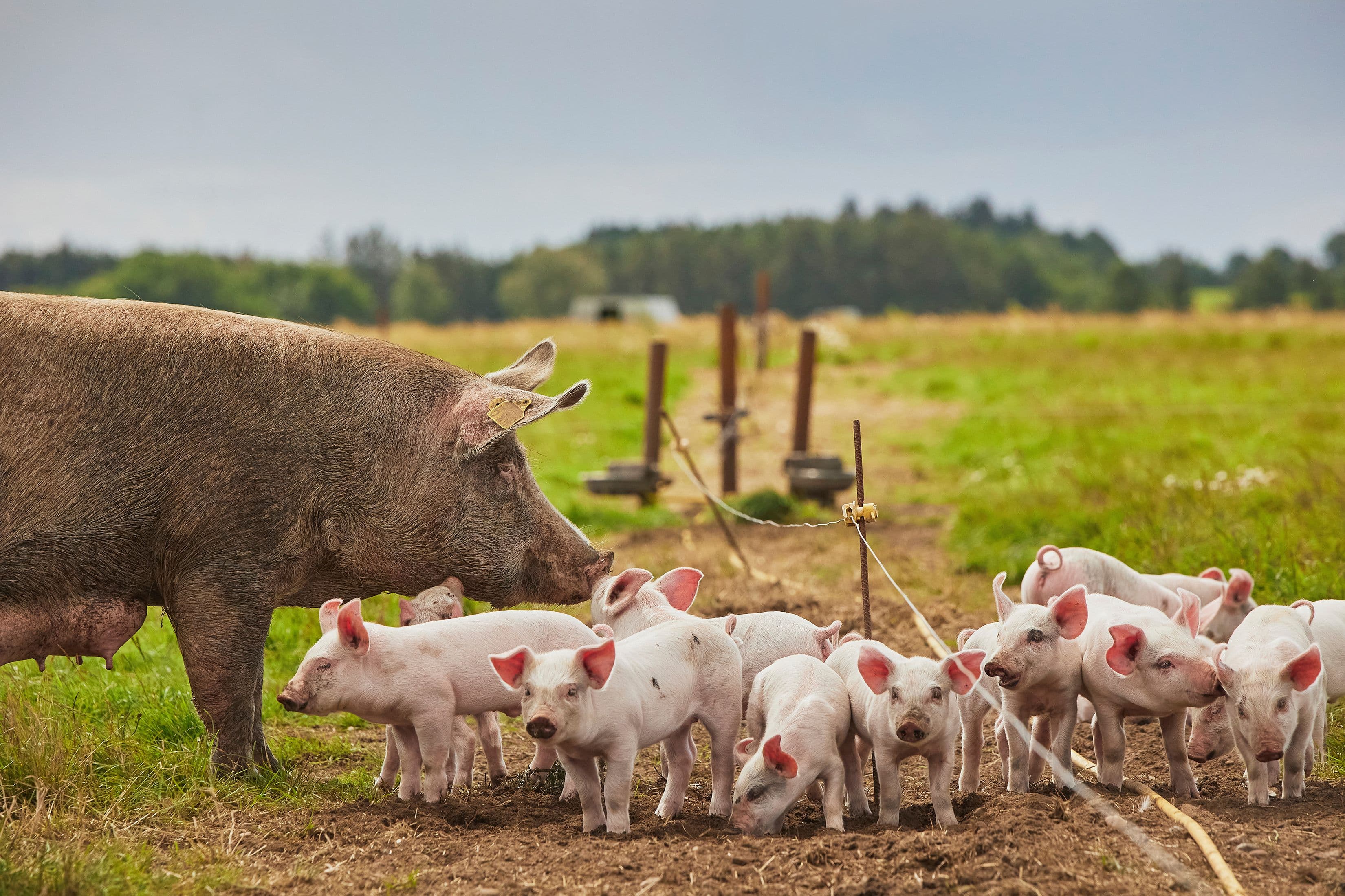 How Long Does an Electric Fence Energizer Last? A Complete Guide
