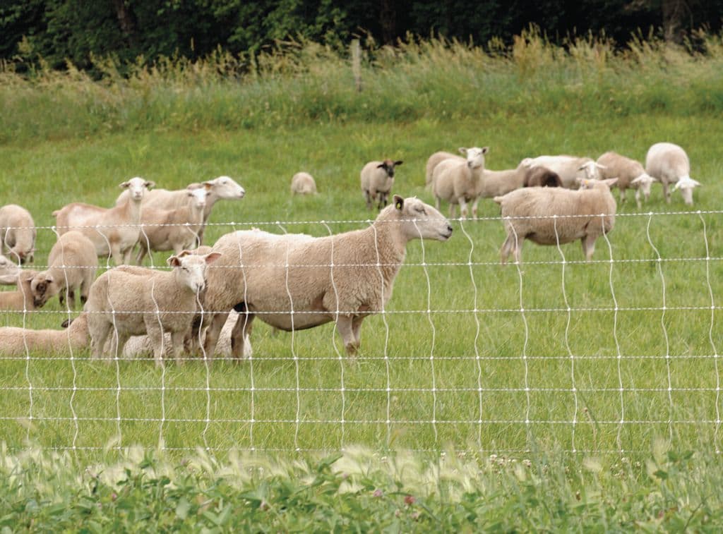 Keep Your Herd Safe With Smart Electric Fencing