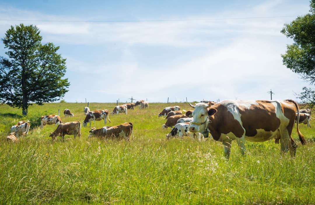 Electric Fence for Horses: How to Choose and Set Up the Right System