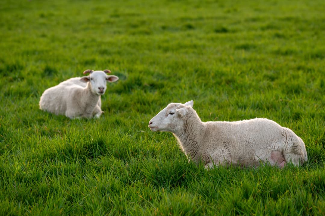 Why Is My Electric Fence Not Working? 10 Common Problems and Solutions