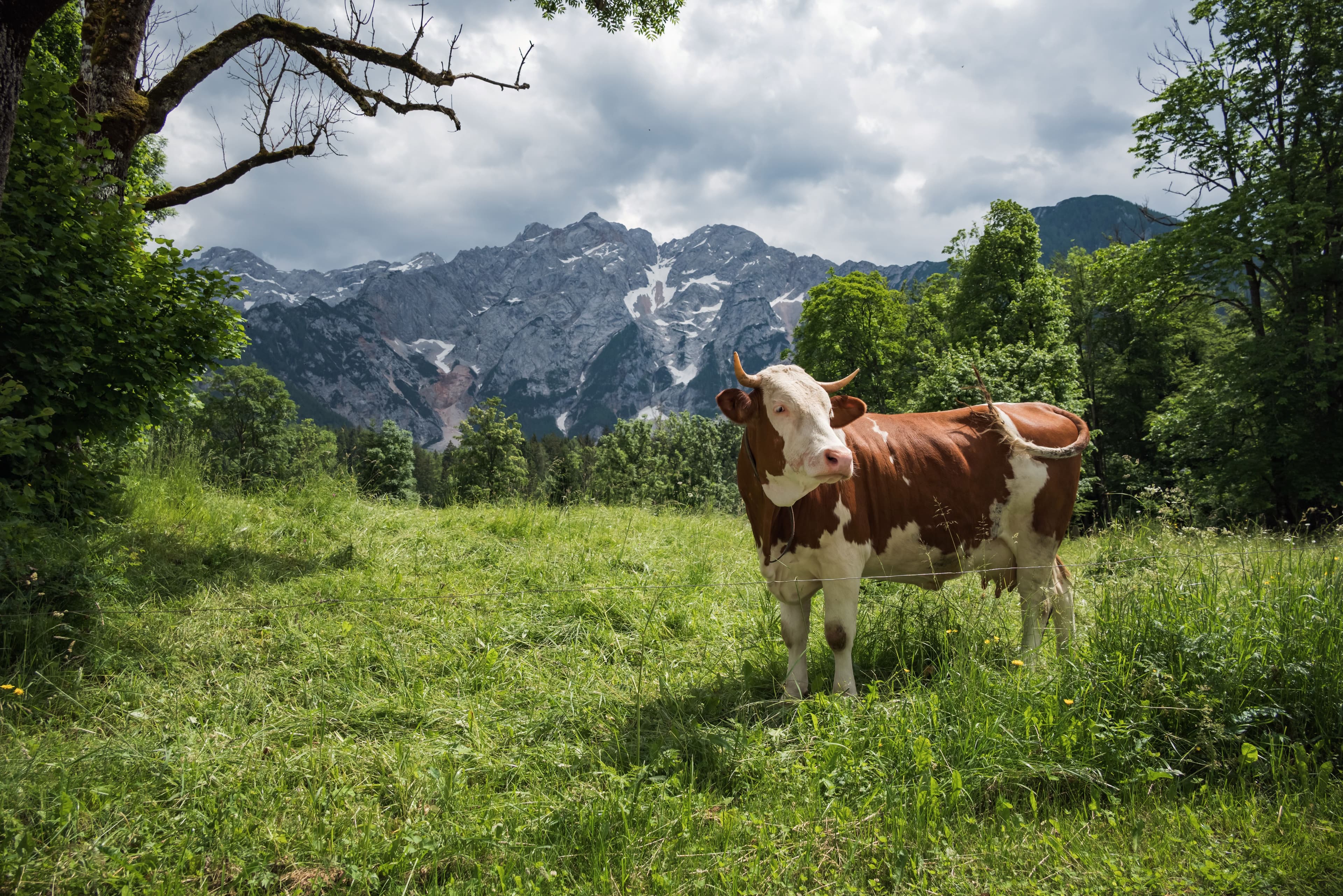 Electric Fence Not Shocking? Here’s Exactly How to Fix It (Step-by-Step Guide)