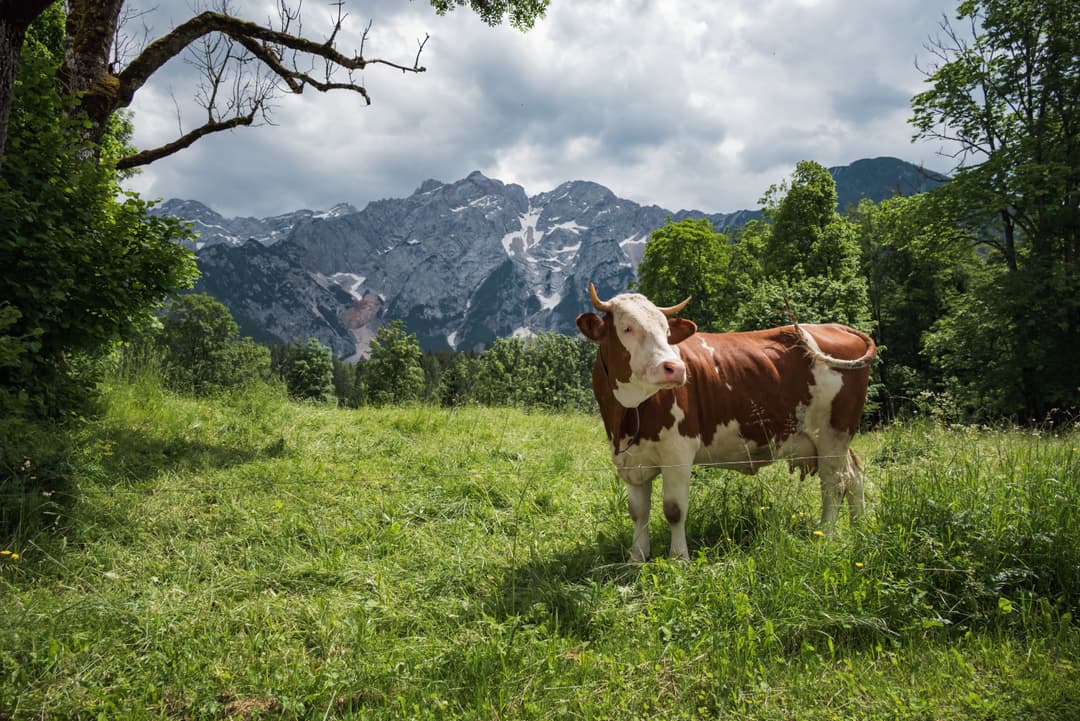 How to Choose the Right Electric Fence Wire for Your Farm
