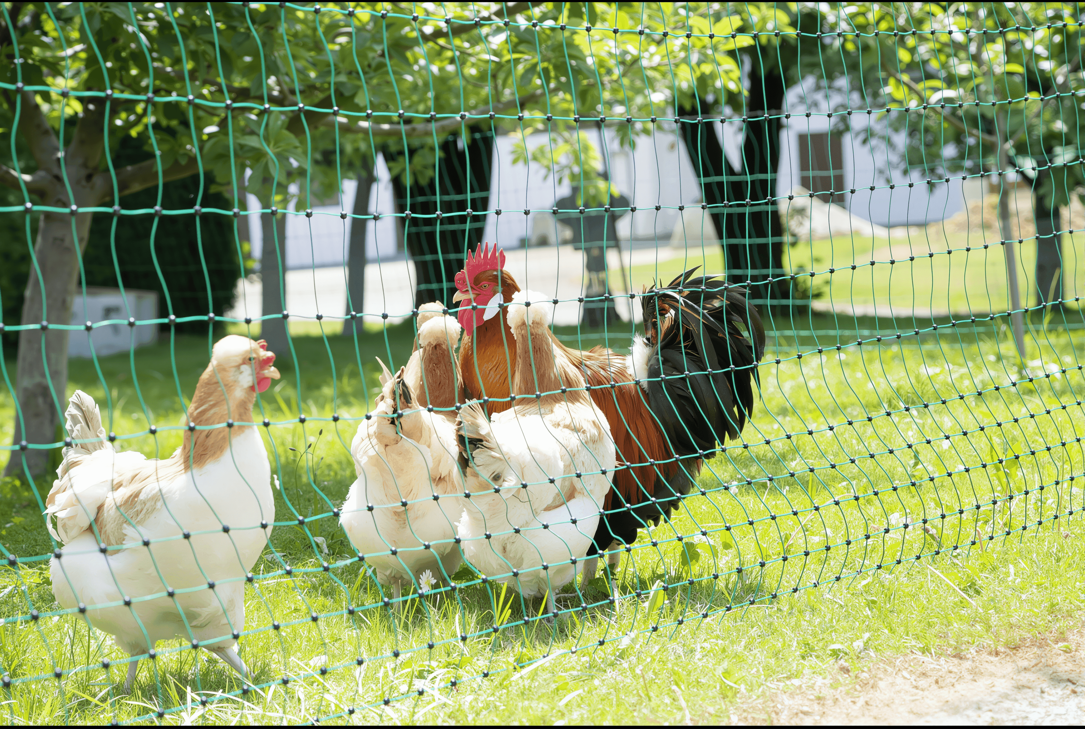 How to Install a Lydite Electric Net Fence – A Step-by-Step Guide for Beginners