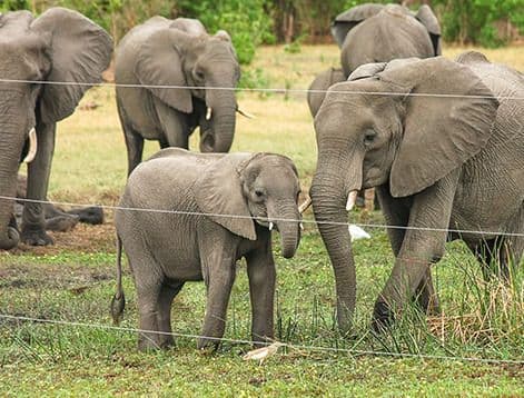 Electric Fencing for Elephant