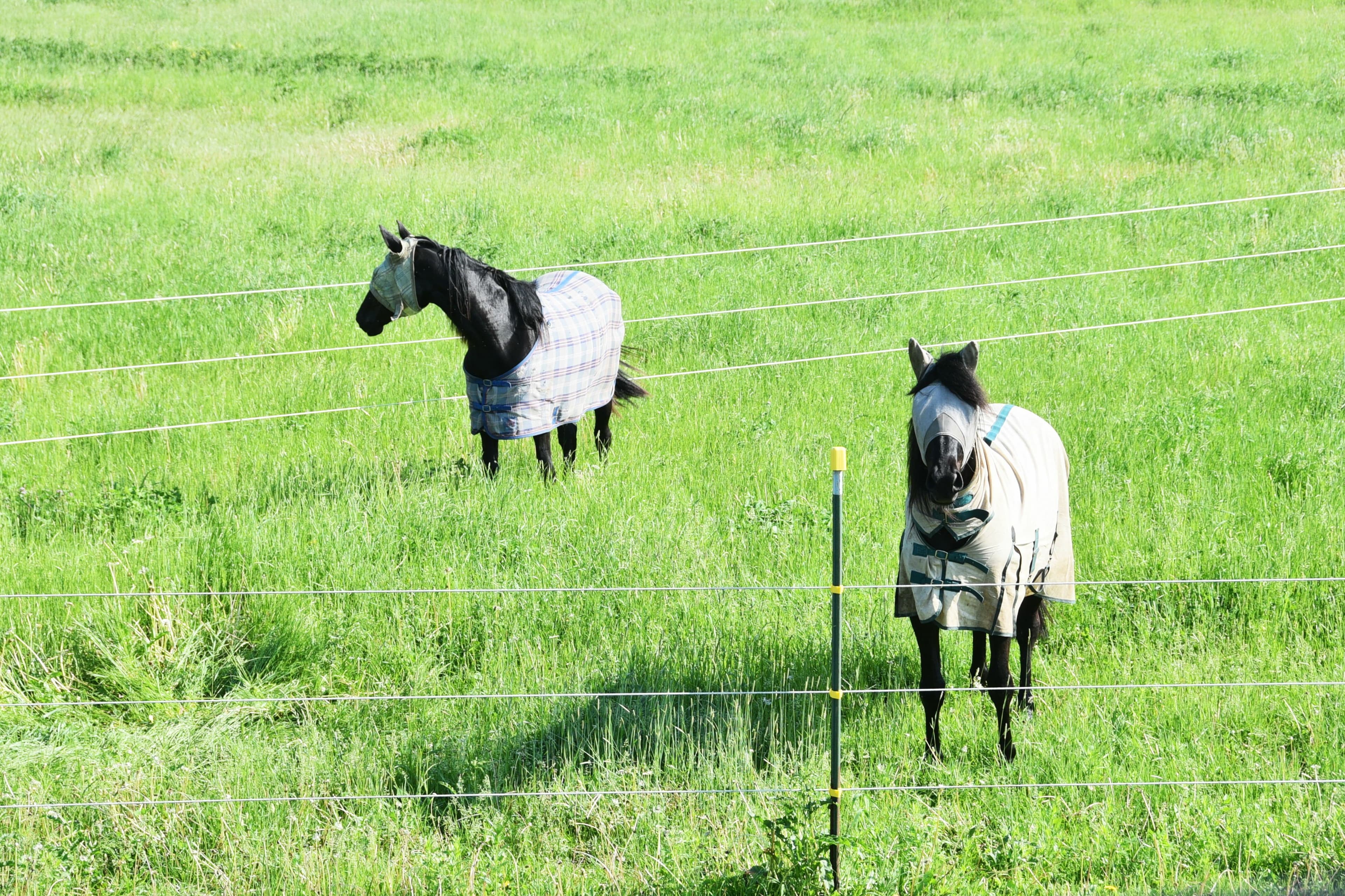 How to Improve Electric Fence Voltage (Complete Troubleshooting Guide for Farmers)