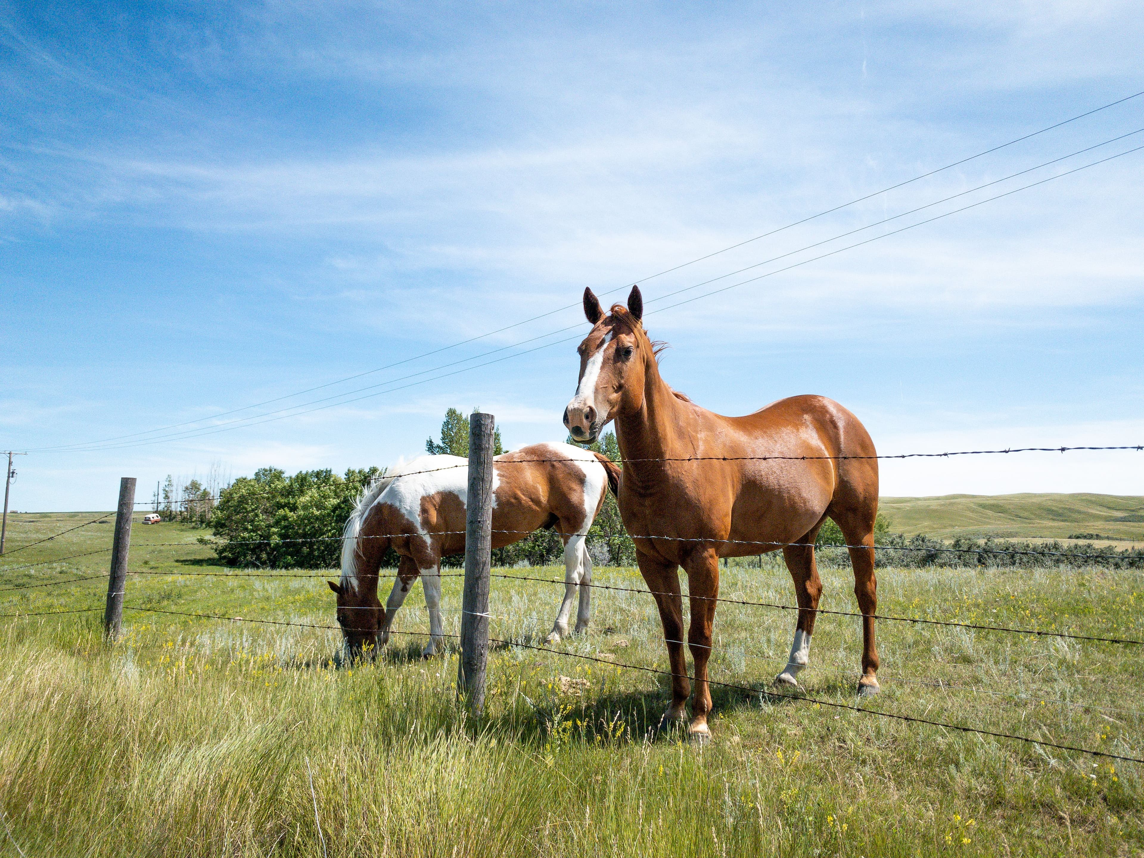 Electric Fence Netting vs Wire – Which One Is Right for Your Livestock?