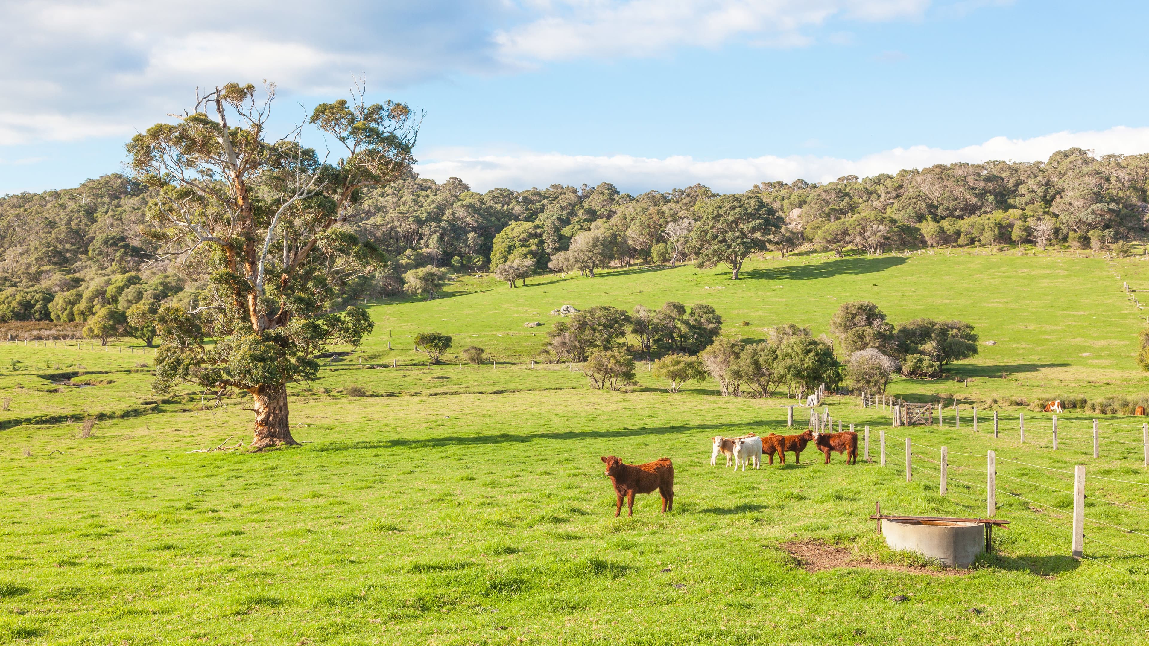 How to Build an Effective Electric Fence Gate: A Complete Guide