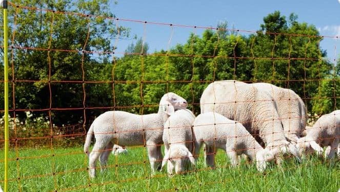 Tips: When building Electric Fencing Something You Need to Know About