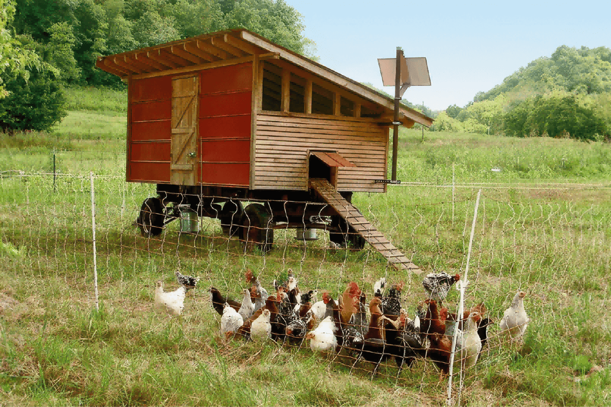 Pet House Adminster —— Electric Fence For Dogs、 Cats 、 pigs 、and For Chickens