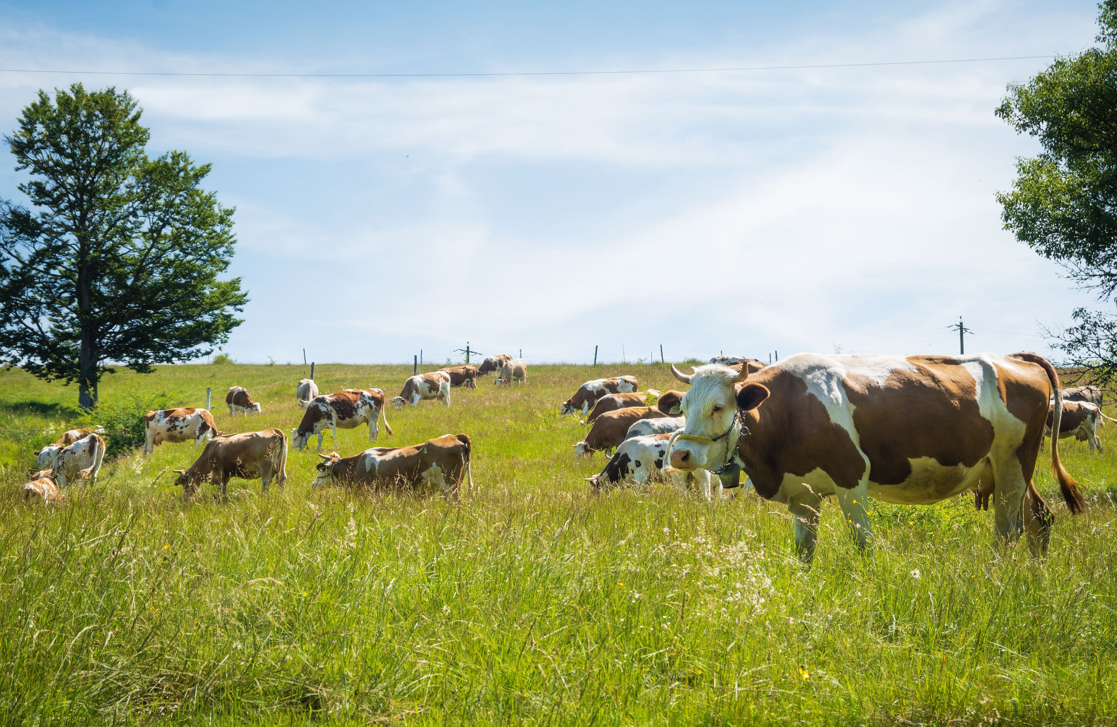 How to Connect an Electric Fence Energizer