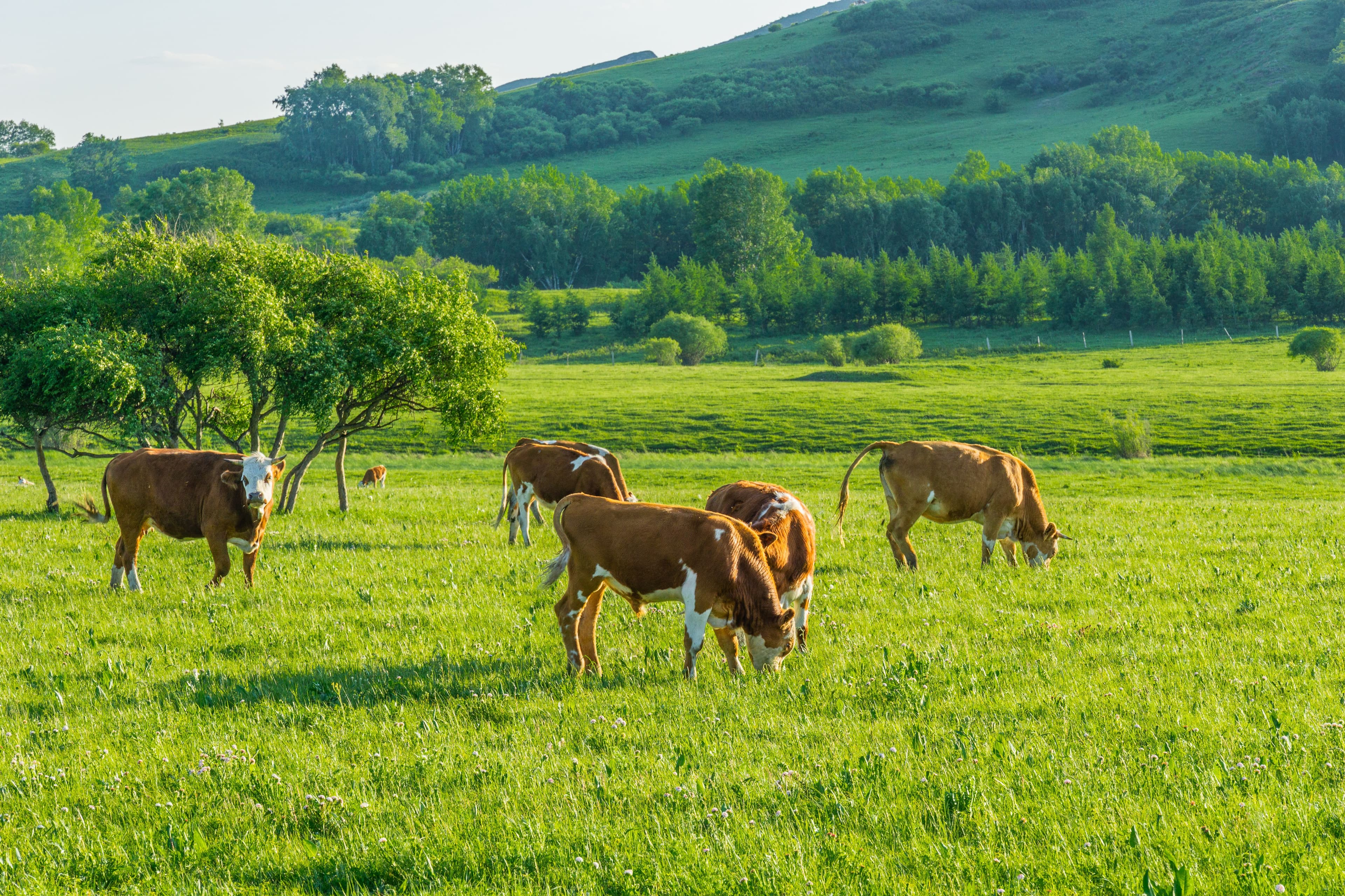 How to Increase Electric Fence Voltage: Practical Tips for Stronger Fence Performance
