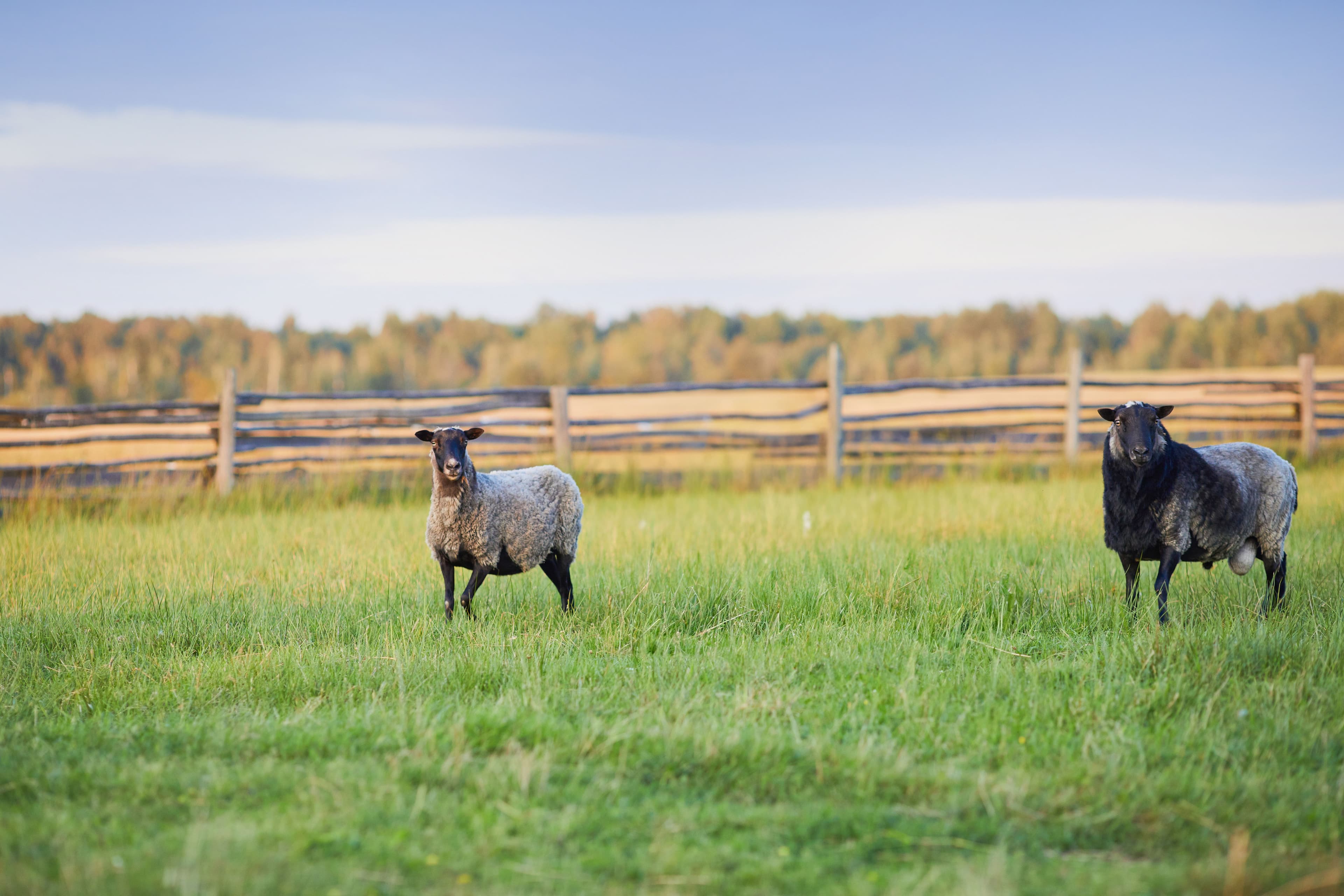 How Many Joules Do I Need for an Electric Fence? (Complete Guide for Farmers)