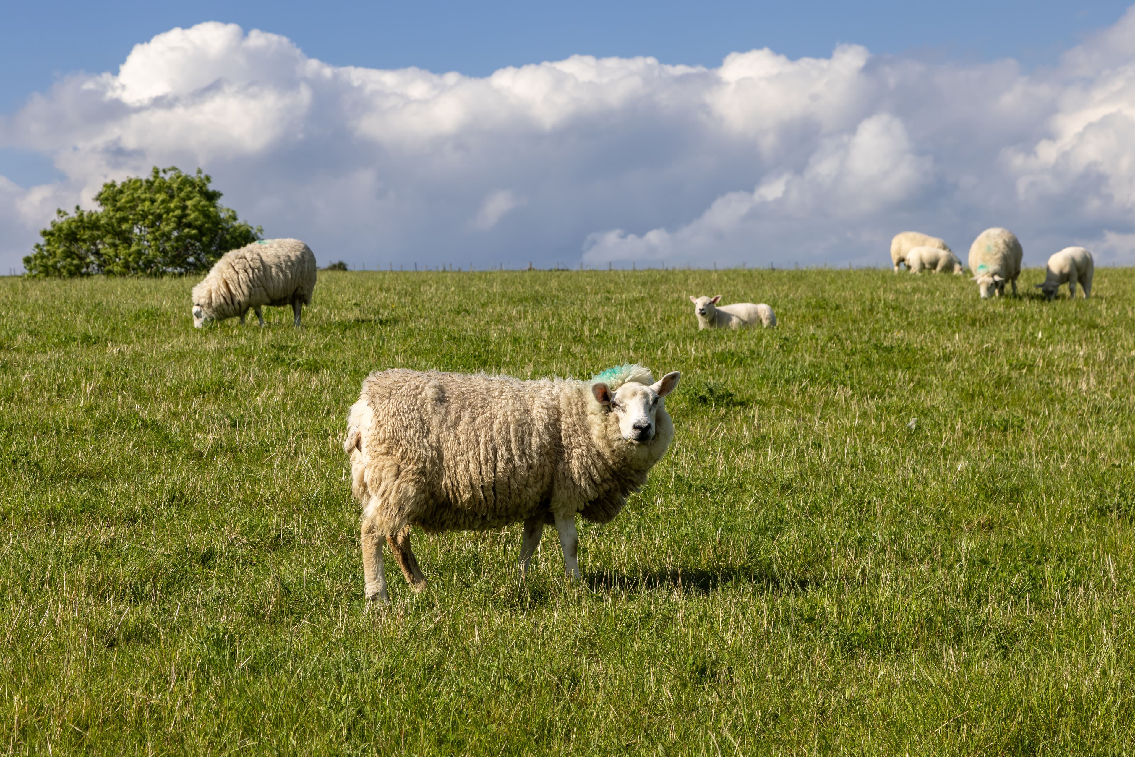 How to Test an Electric Fence Energizer Properly (Step-by-Step Guide)
